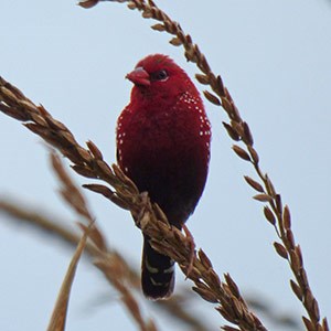 Male Red Avadavat - Amandava amandava © John Muddeman